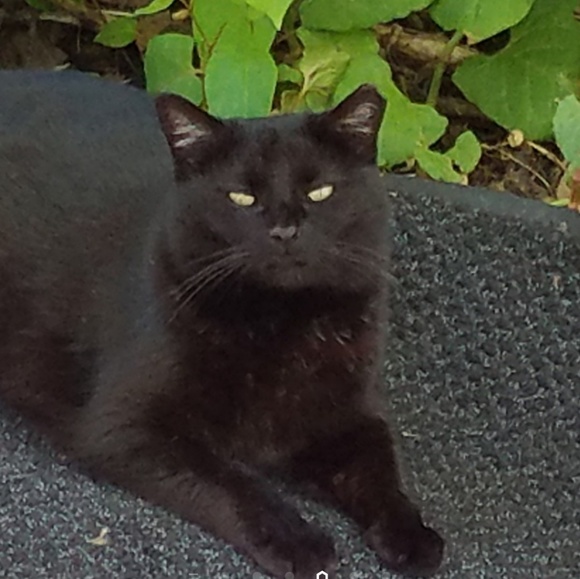 Meet your Posher, Catmam58 - Picture 3 of 16